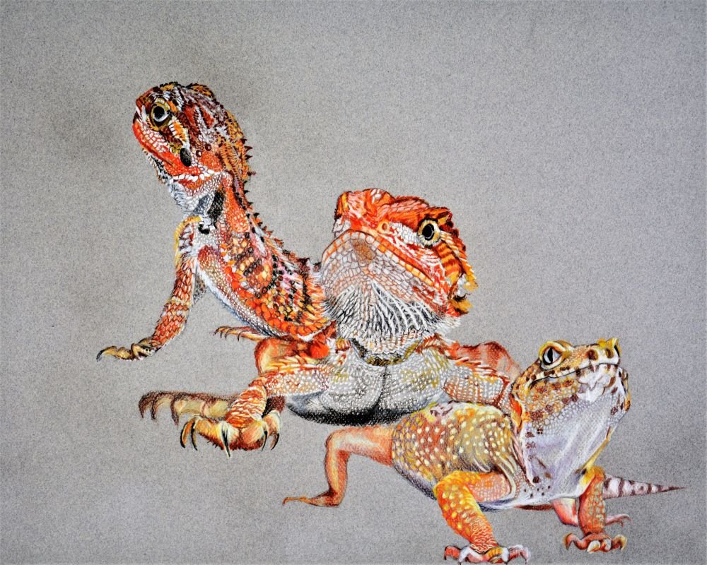 Orange Bearded Dragon, 2028, color pencil, 45×60 cm